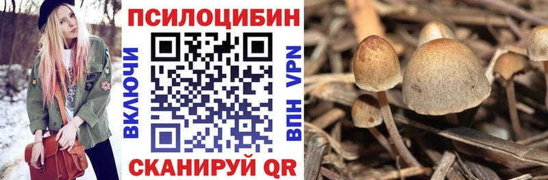 магазин продажи   Короча  Псилоцибиновые грибы Psilocybe 